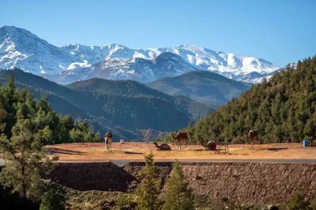 Comment le Maroc protège ses forêts de cèdres dans l'Atlas
