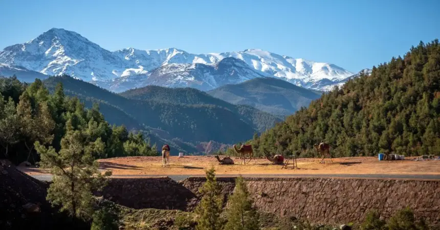 Comment le Maroc protège ses forêts de cèdres dans l'Atlas